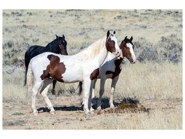 canvas-print-3-wild-horses