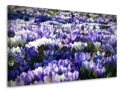 canvas-print-a-field-full-of-crocuses