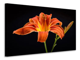 canvas-print-a-lily-flower-in-orange