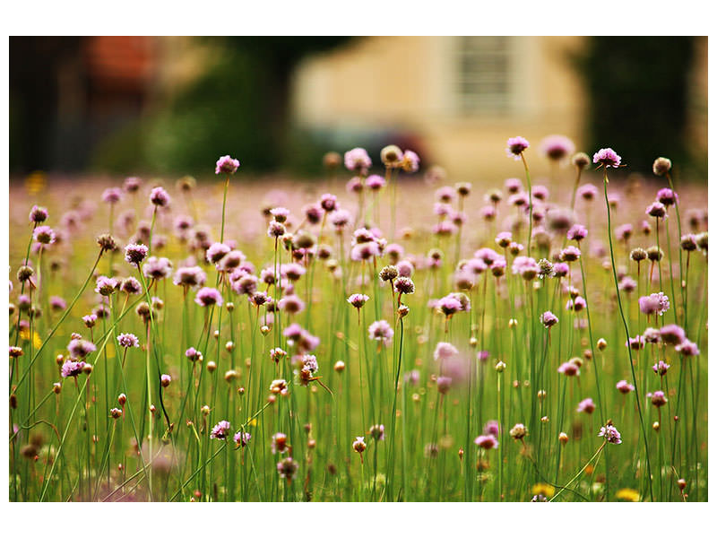 canvas-print-a-meadow-full-of-flowers