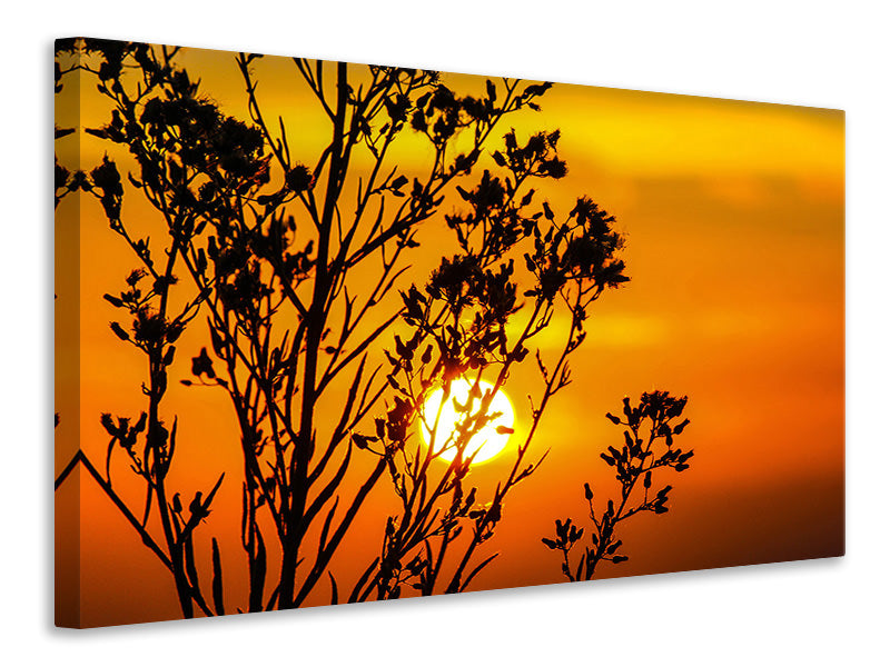 canvas-print-a-shrub-in-the-sunset