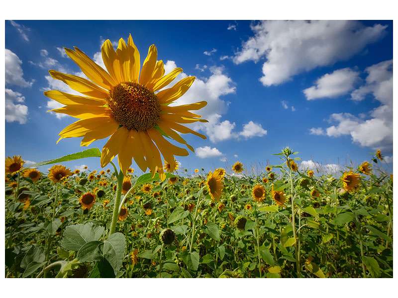 canvas-print-a-sunflower-among-many