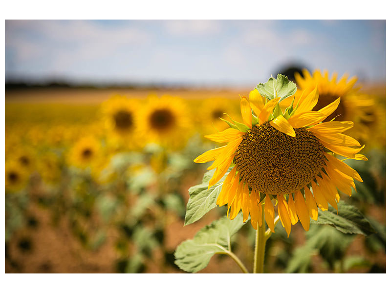 canvas-print-a-sunflower-in-the-field