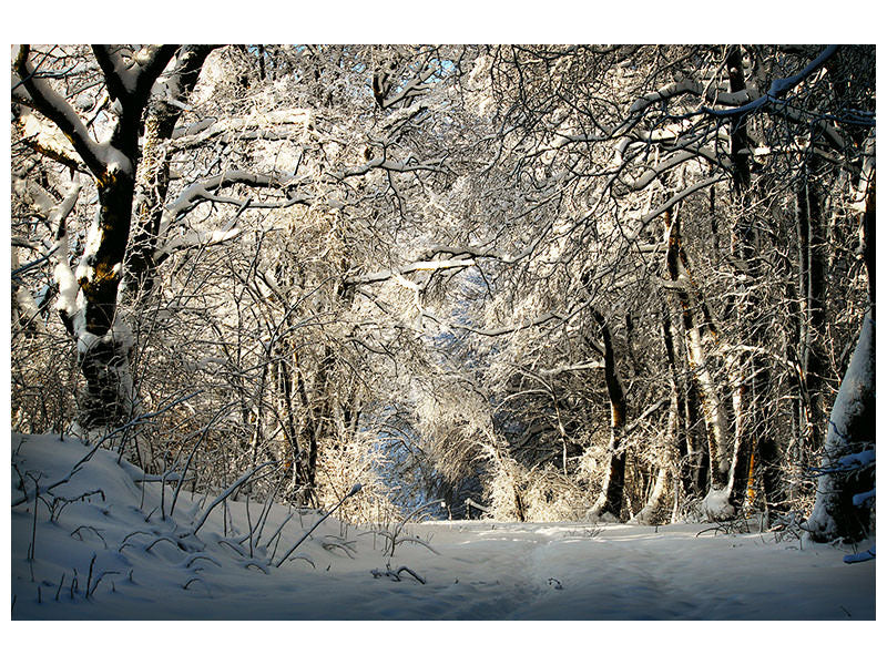 canvas-print-a-winter-dream