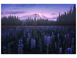 canvas-print-adam-s-lupine-x