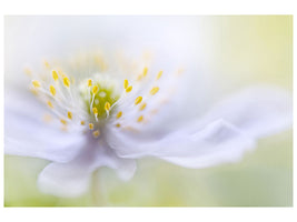 canvas-print-anemone-beauty