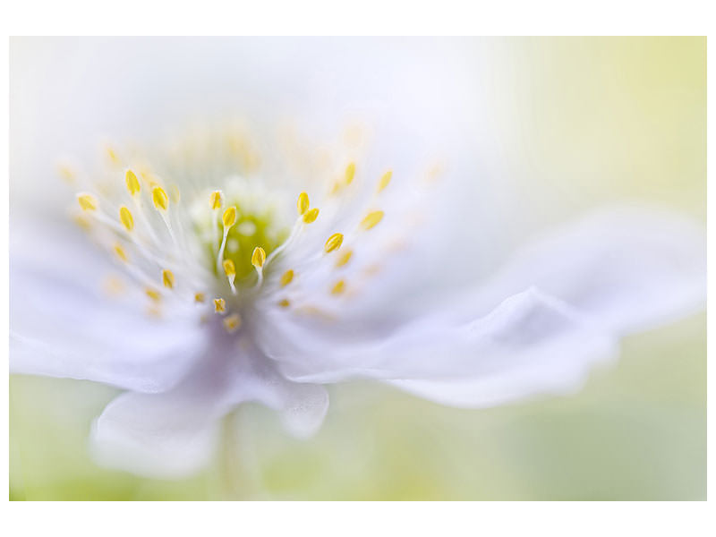 canvas-print-anemone-beauty