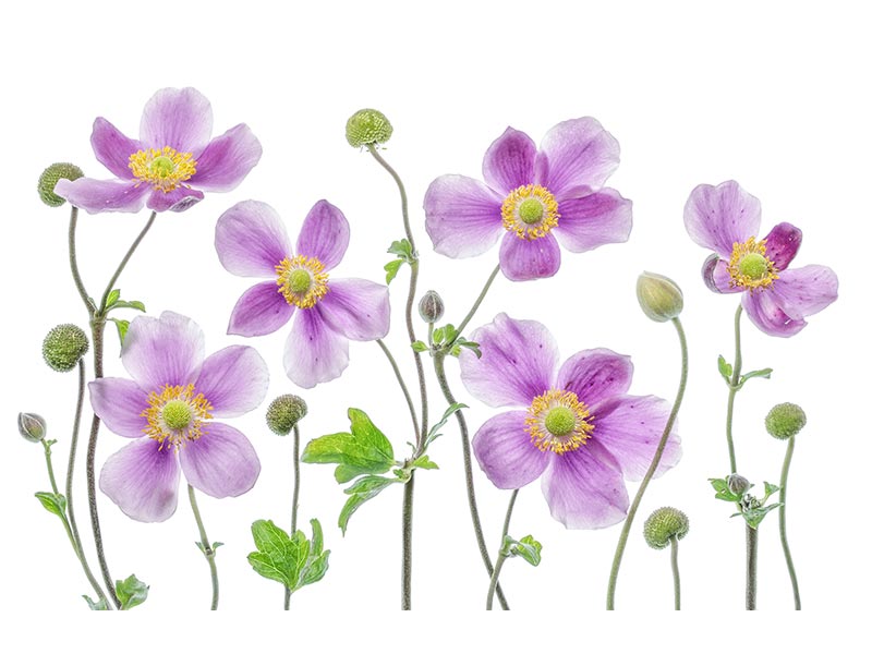 canvas-print-anemone-japonica-x