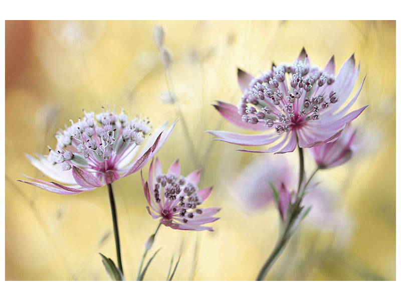 canvas-print-astrantia-major