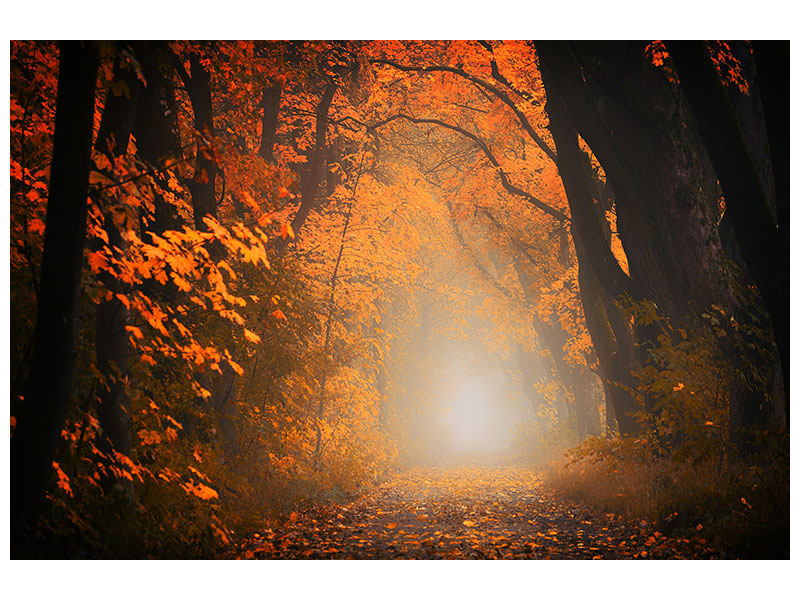 canvas-print-autumn-light-in-the-forest