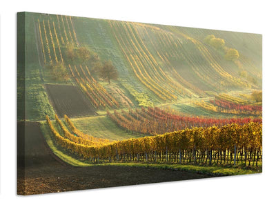 canvas-print-autumn-vineyards-x