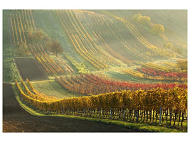 canvas-print-autumn-vineyards-x
