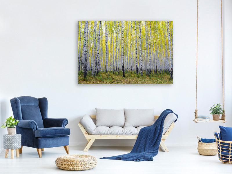 canvas-print-autumnal-birch-forest