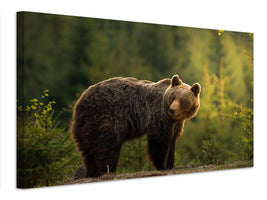 canvas-print-backlit-bear-x