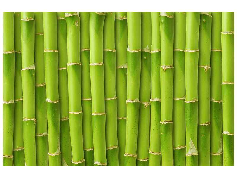 canvas-print-bamboo-wall