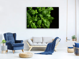 canvas-print-basil-in-xl