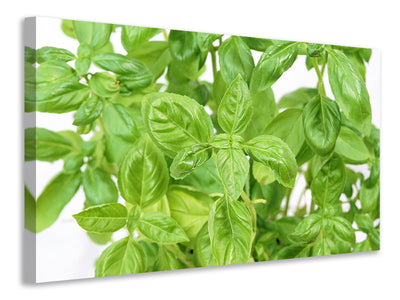 canvas-print-basil-in-xxl