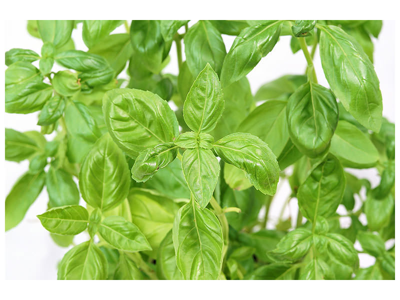 canvas-print-basil-in-xxl