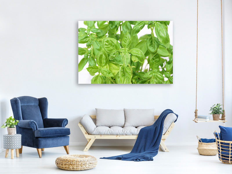 canvas-print-basil-in-xxl