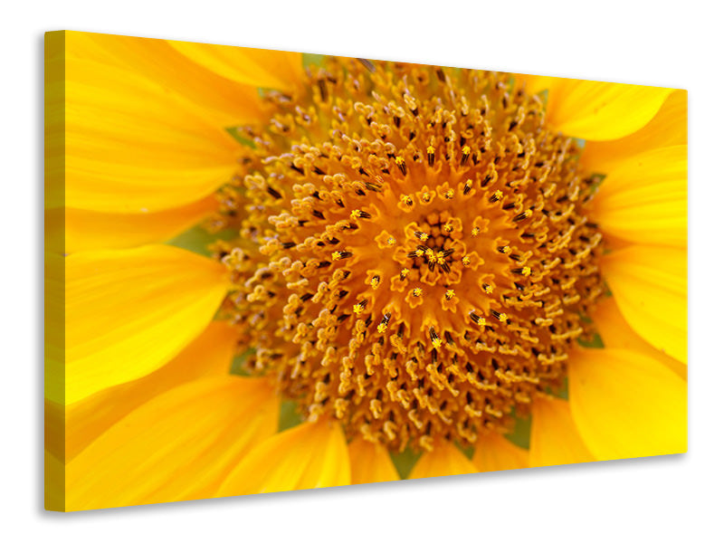 canvas-print-beautiful-buds-of-the-sunflower