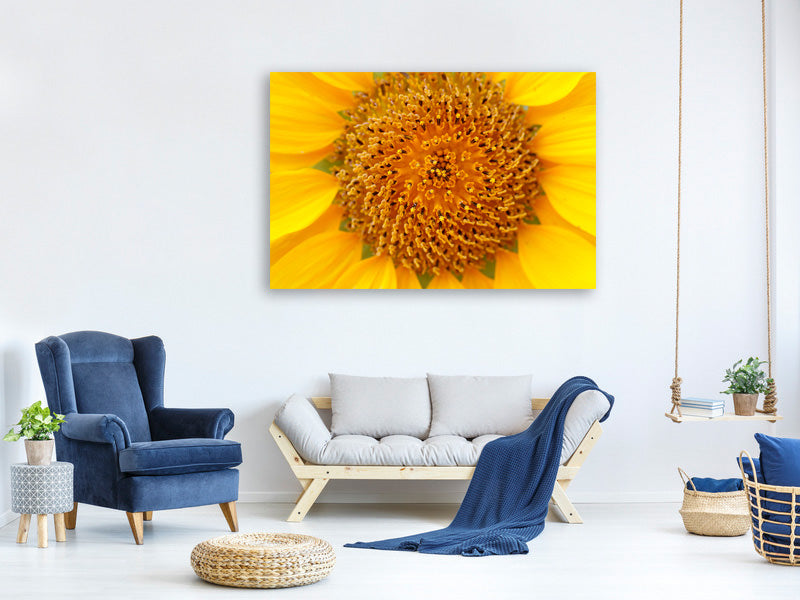 canvas-print-beautiful-buds-of-the-sunflower