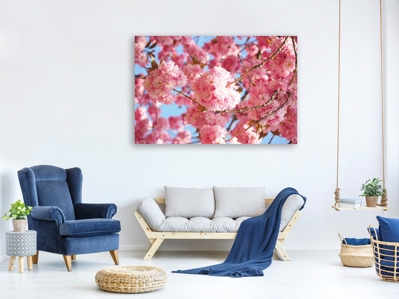 canvas-print-beautiful-cherry-blossoms