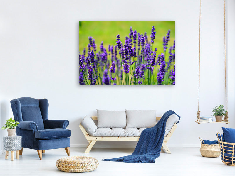 canvas-print-beautiful-lavender