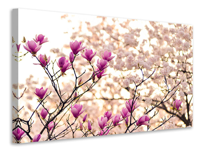 canvas-print-beautiful-magnolia-xl