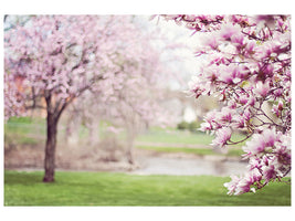 canvas-print-beautiful-magnolias