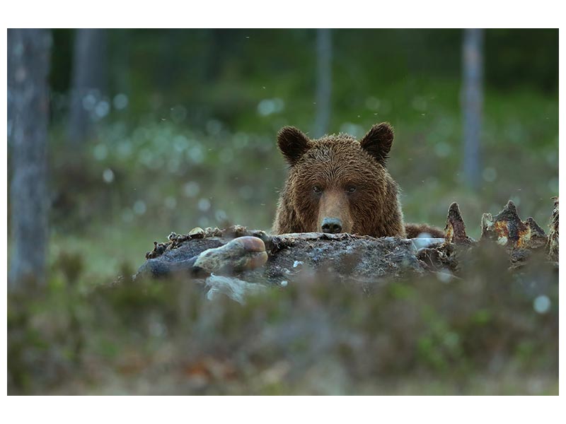 canvas-print-beware-brown-bear-x