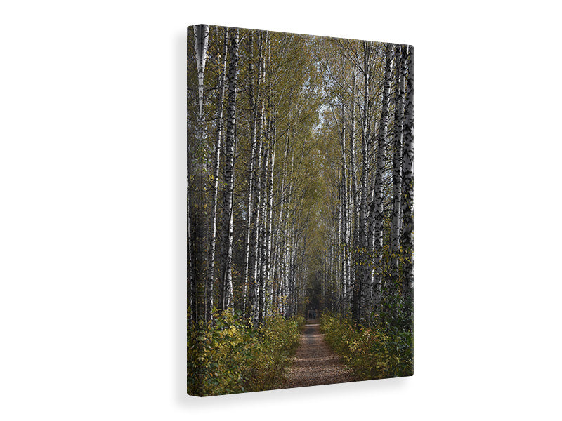 canvas-print-birch-avenue