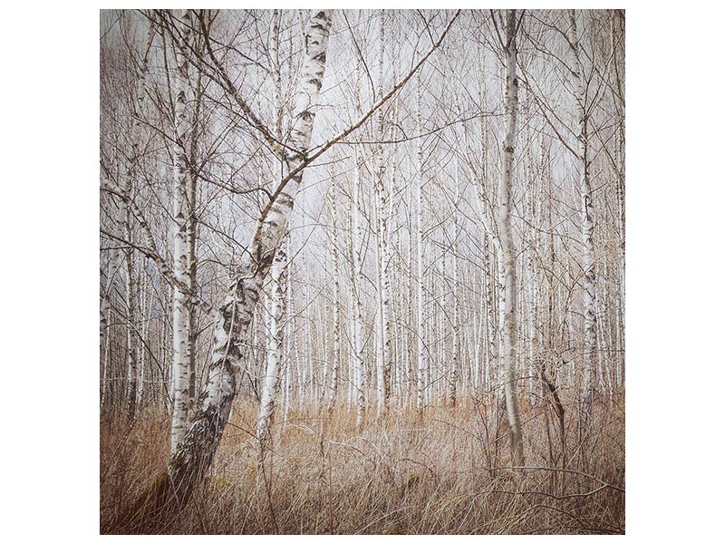 canvas-print-birch-forest-x