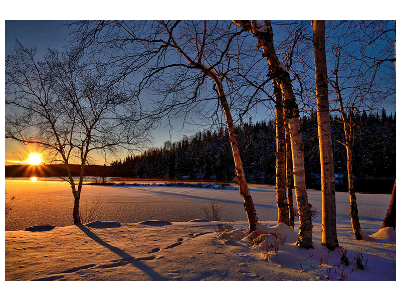 canvas-print-birches-in-the-sunset