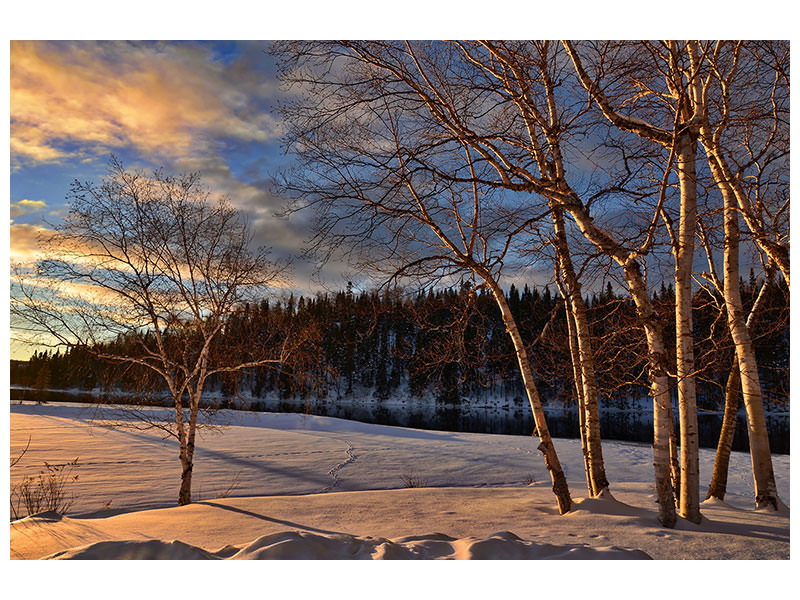 canvas-print-birches-in-the-winter