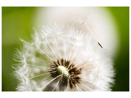 canvas-print-blowball-dandelion