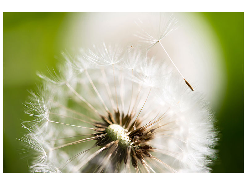 canvas-print-blowball-dandelion