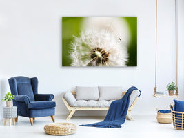 canvas-print-blowball-dandelion