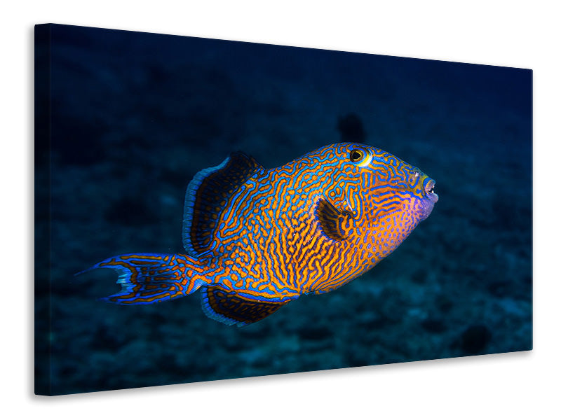 canvas-print-blue-triggerfish