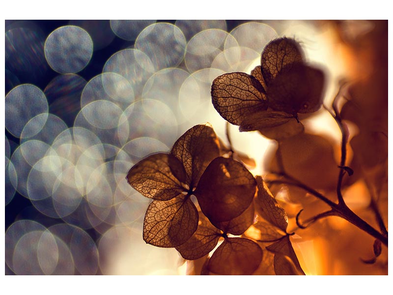 canvas-print-bokeh-x