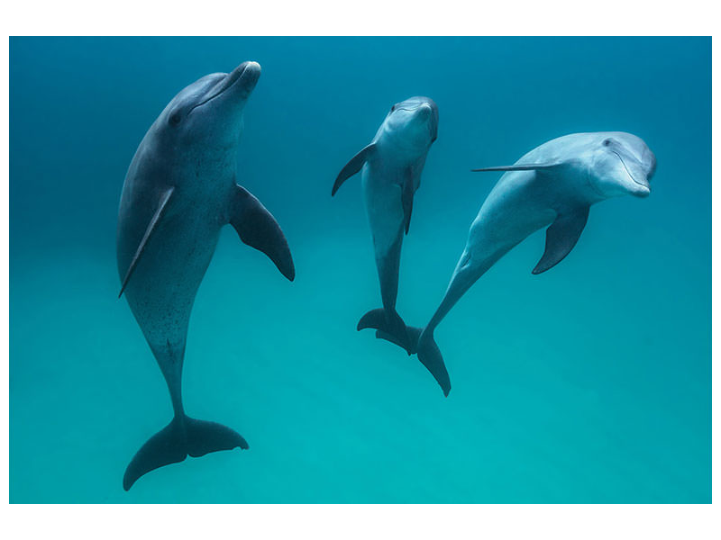 canvas-print-bottlenose-dolphins-ii