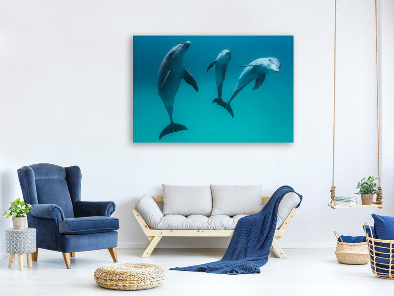 canvas-print-bottlenose-dolphins-ii