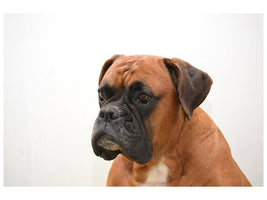 canvas-print-boxer-the-watchdog