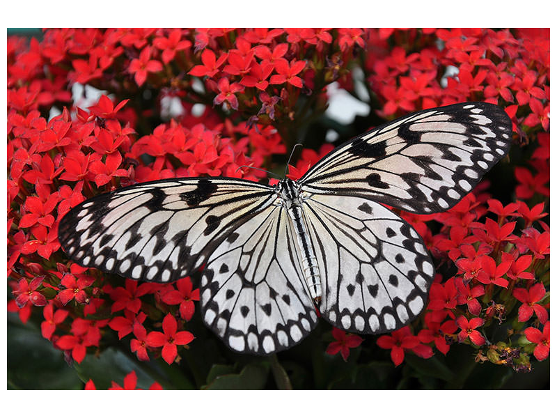 canvas-print-butterfly-in-xxl