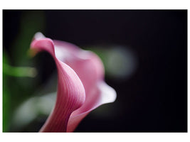 canvas-print-calla-in-purple