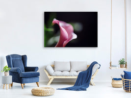 canvas-print-calla-in-purple