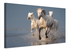 canvas-print-camargue-horses-on-sunset-x