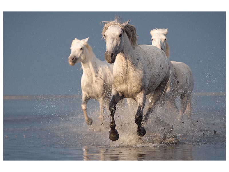 canvas-print-camargue-horses-on-sunset-x