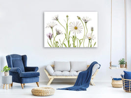 canvas-print-cape-daisies-xuv