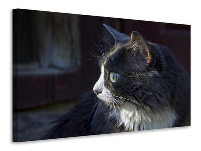 canvas-print-cat39s-head-xl