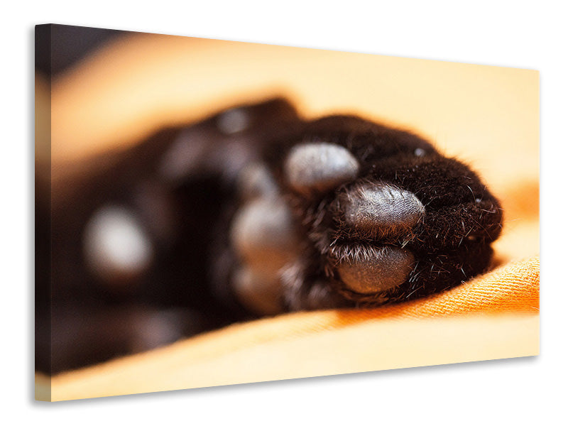 canvas-print-cat39s-paw